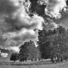 20170704 Bäume und Wiese im Wind