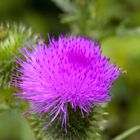 2017_07_09_Blüte einer Distel10