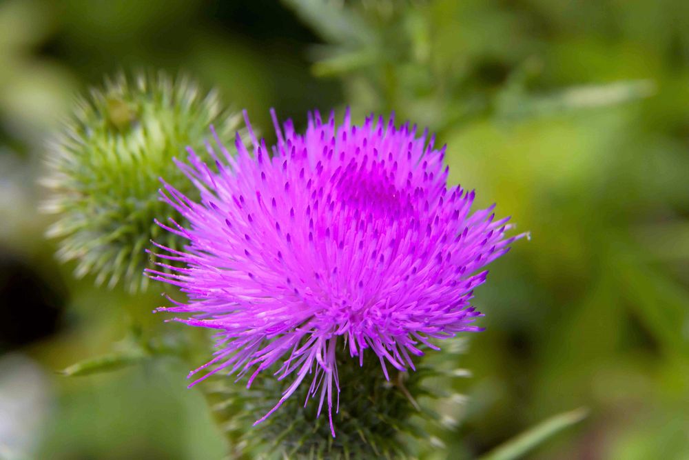 2017_07_09_Blüte einer Distel10