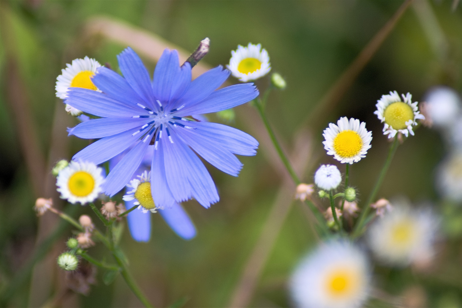 20170730 Blumen