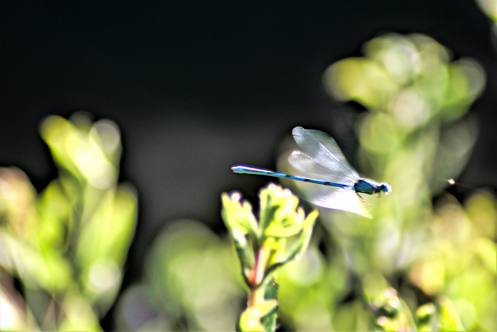 20170730 Insektenflug