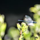 20170730 Insektenflug