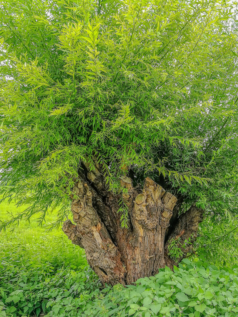 20170804_Rhein_Weide