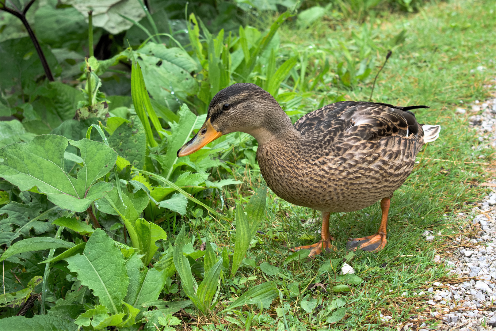 20170813 Ente