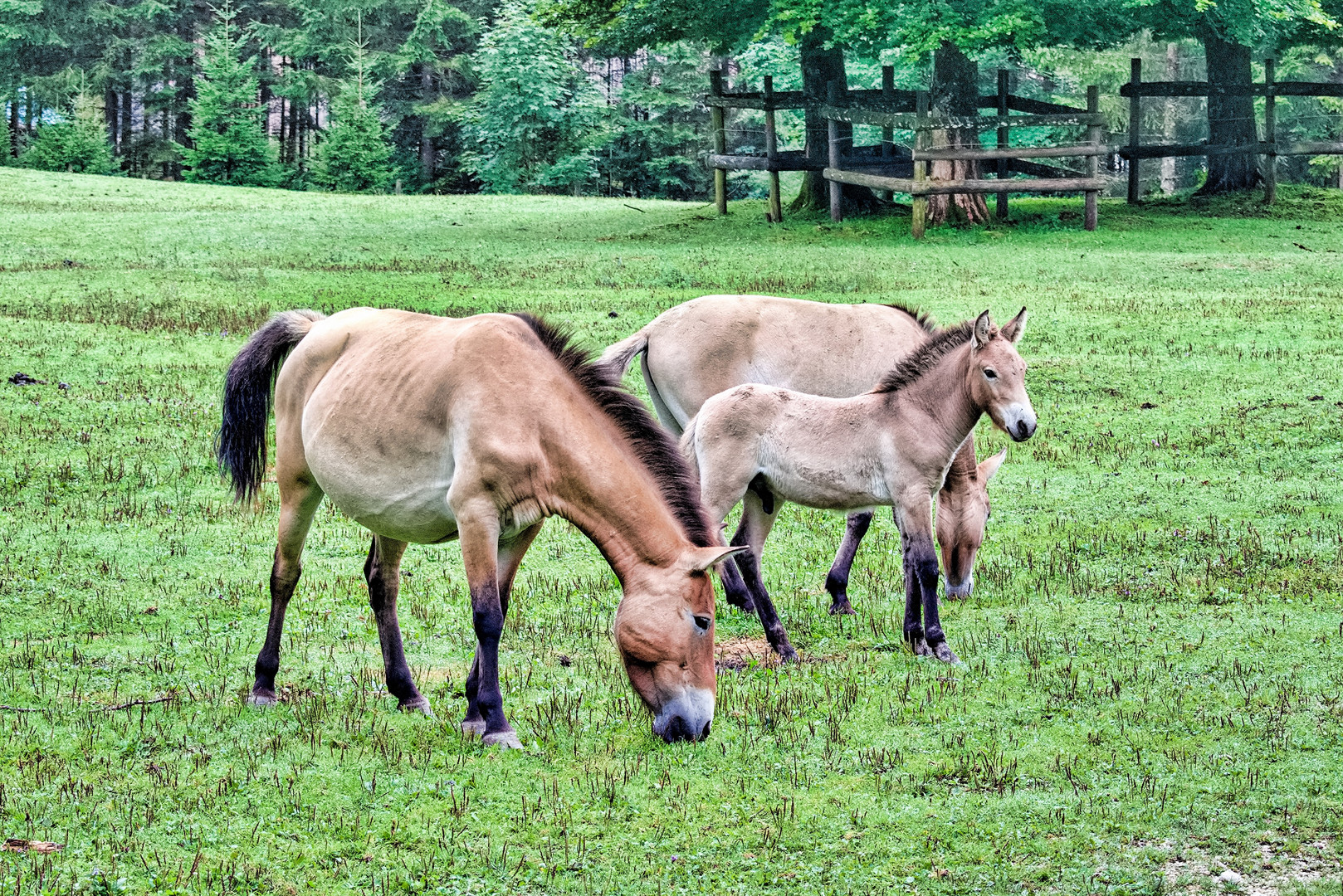 20170813 Przewalski Pferde