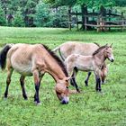 20170813 Przewalski Pferde