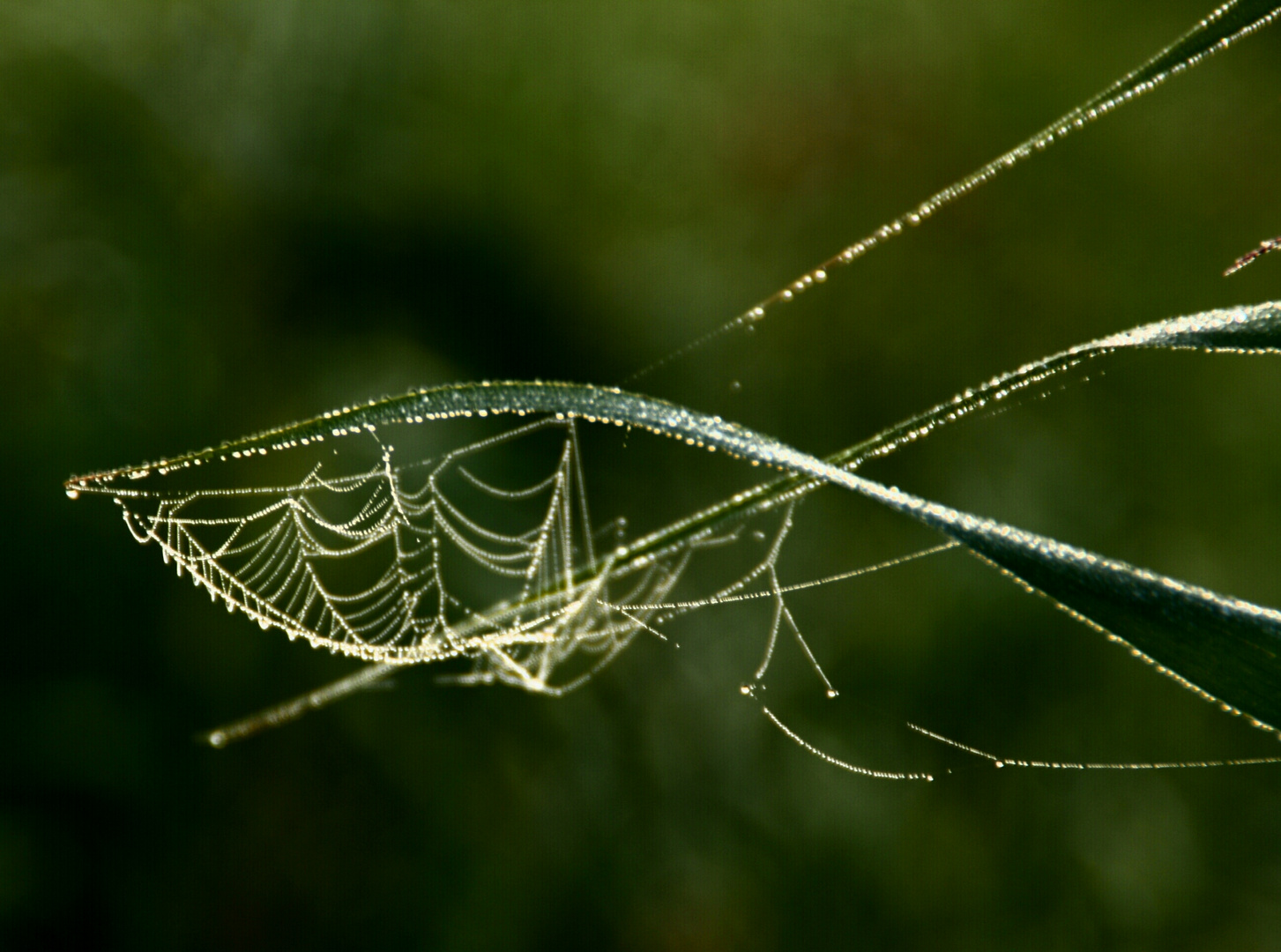 20170822_093432Ein Kunstwerk der Natur