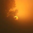 20170904_171126die Sonne kämpft sich durch den Nebel