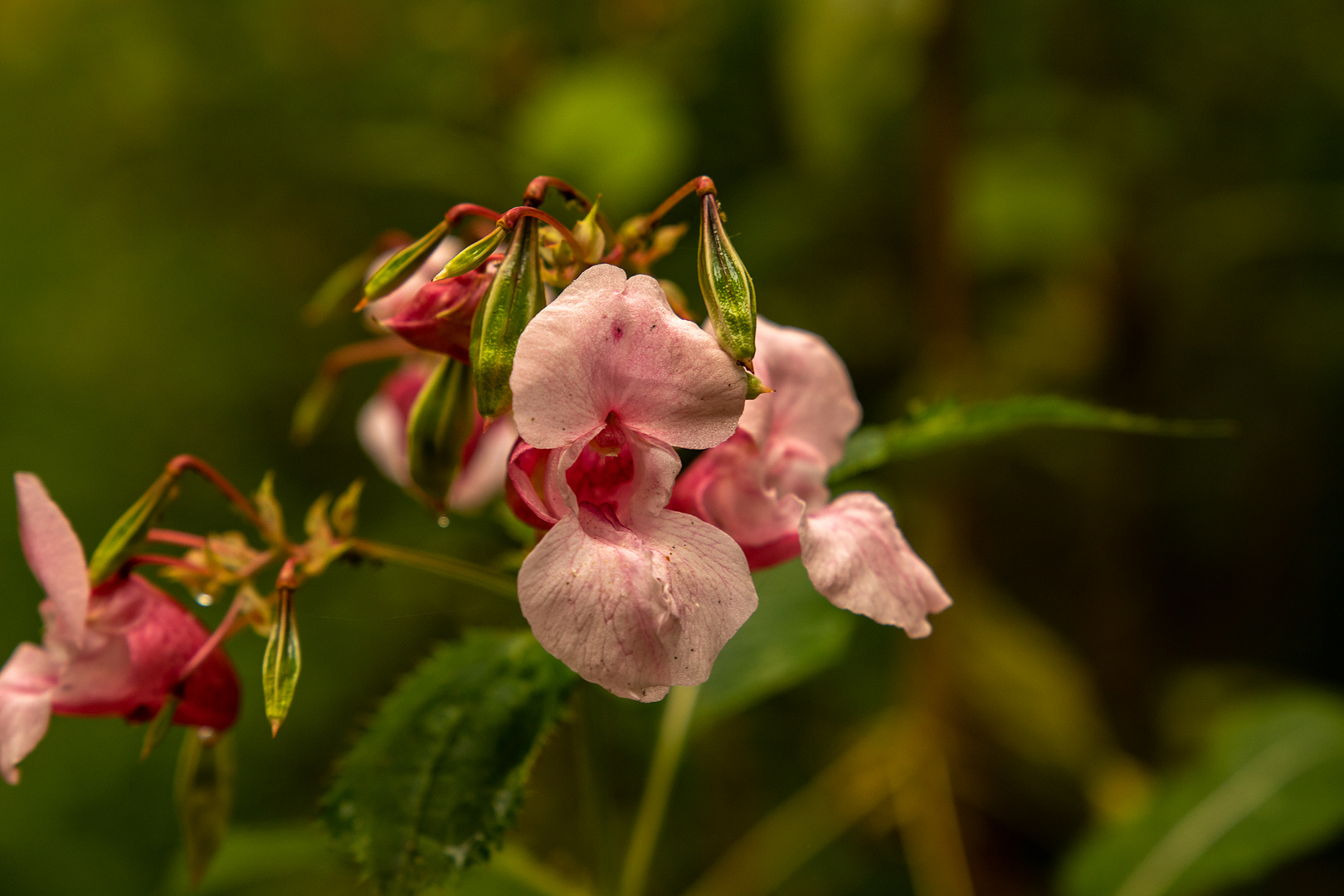 20170922-24 Kopie Wildblume