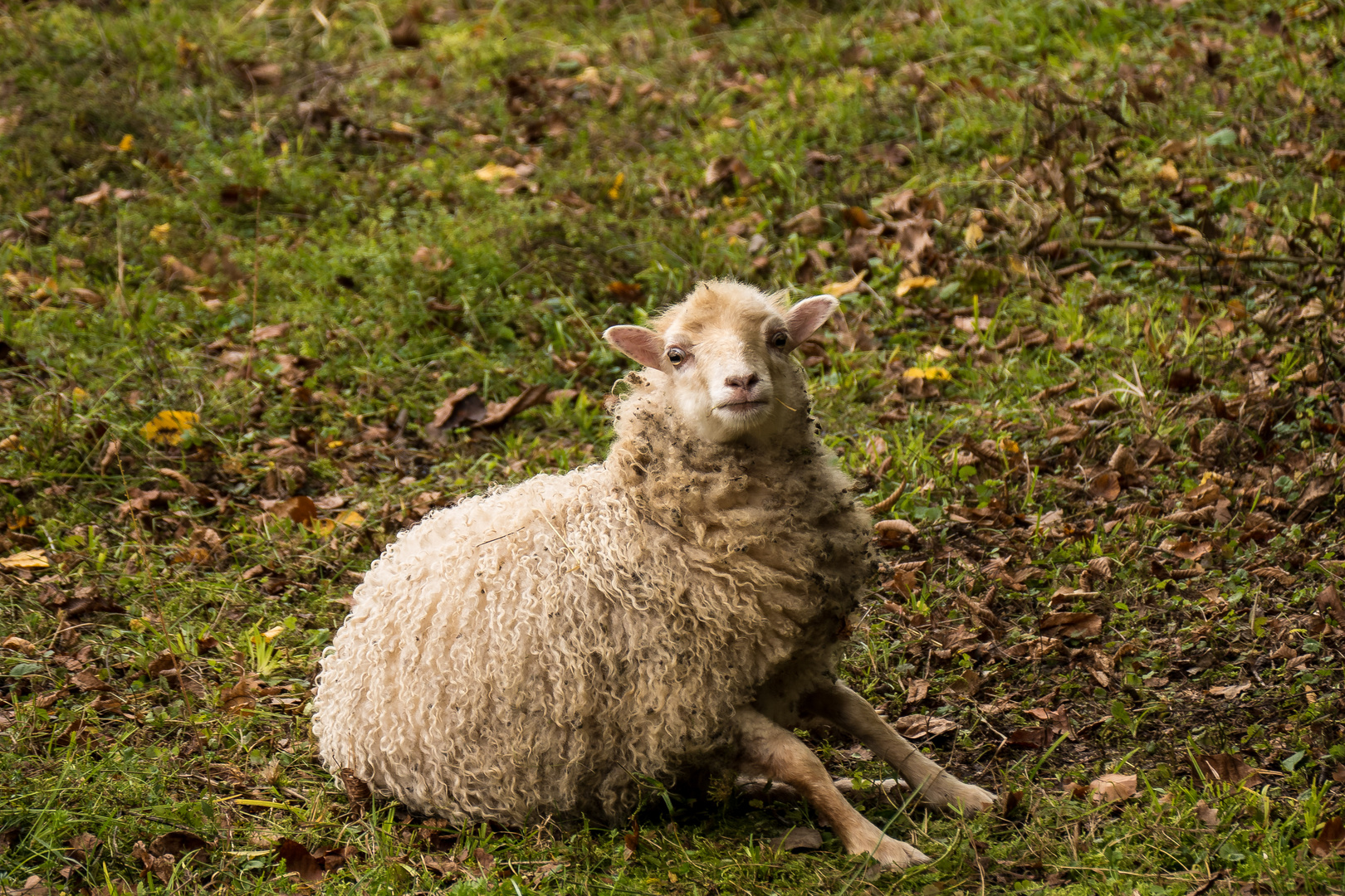 20171012-P1110797Ich warte auf dich