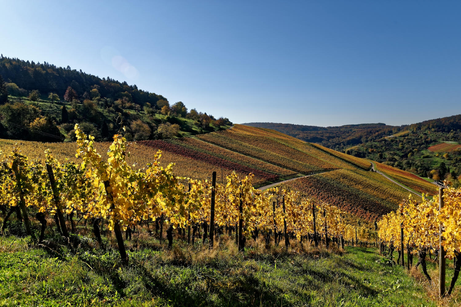 20171015 autumn vineyards