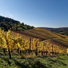 20171015 autumn vineyards