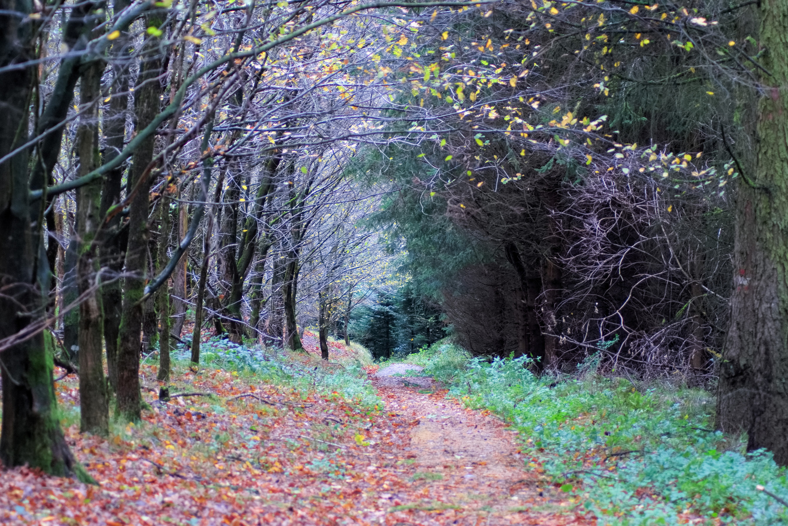 20171029 Waldweg