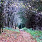 20171029 Waldweg