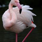 20171224X-E1 07 flamingo