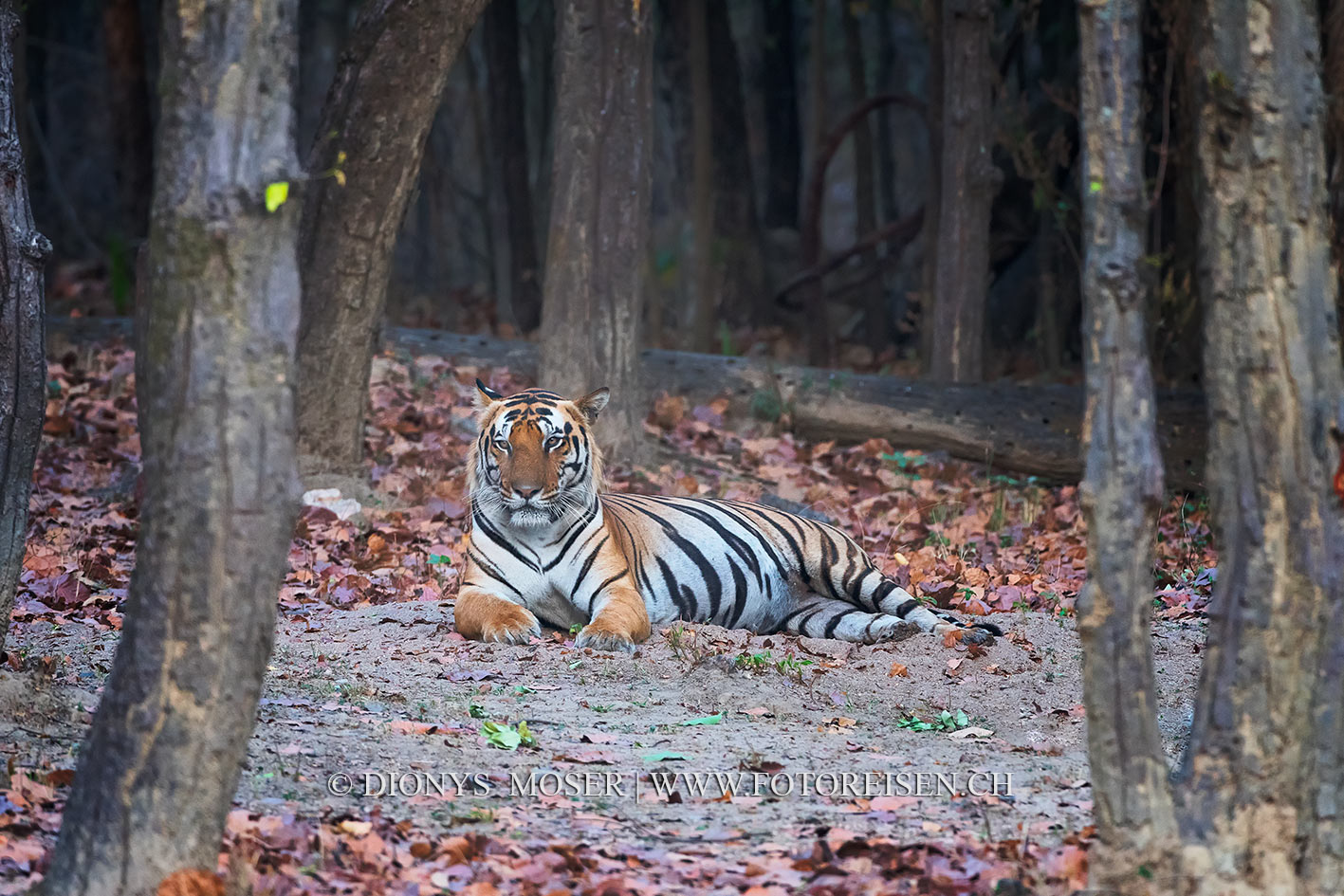 2017_Indien_TigerSRI_4529_Tigermann_Relaxen_c