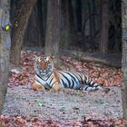 2017_Indien_TigerSRI_4529_Tigermann_Relaxen_c