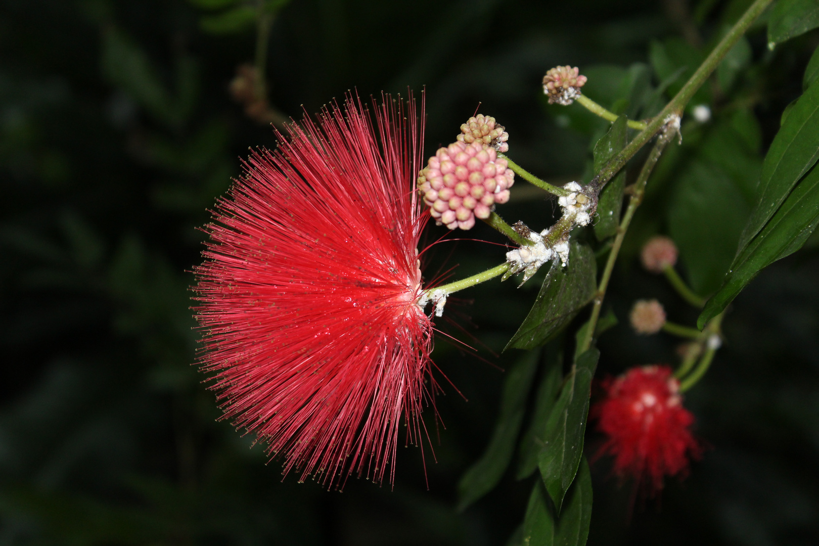 2018-01-14; Tübingen; Botanischer Garten