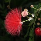 2018-01-14; Tübingen; Botanischer Garten