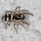 2018-05-14 Zebraspringspinne - Salticus scenicusist-006