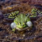 2018-05-31-00714 - grüner Frosch aufgeblasen von vorne