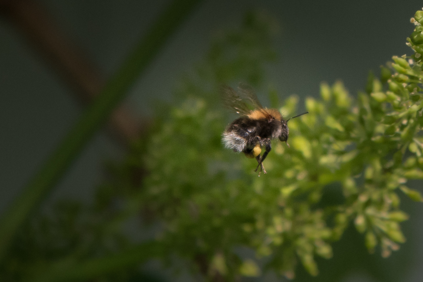 2018-05-31_Bienen_58339