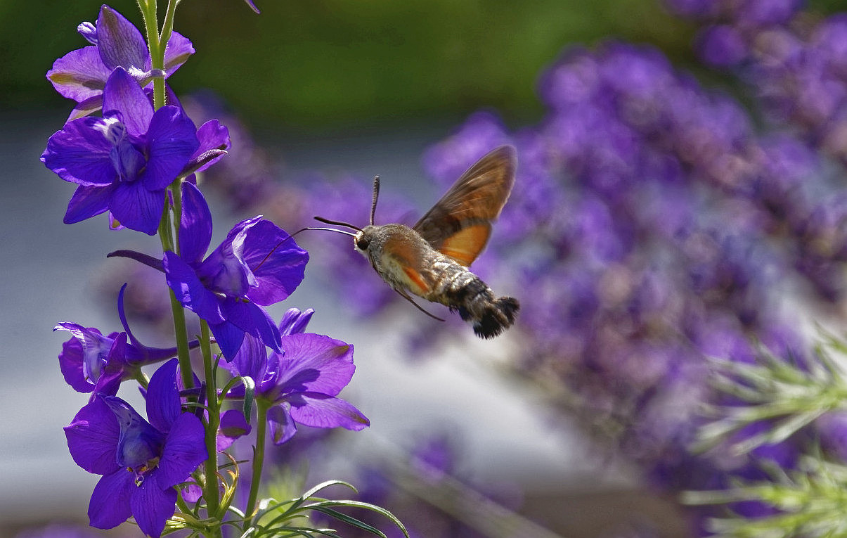 2018-06-14 - 2486 - Taubenschwänzchen