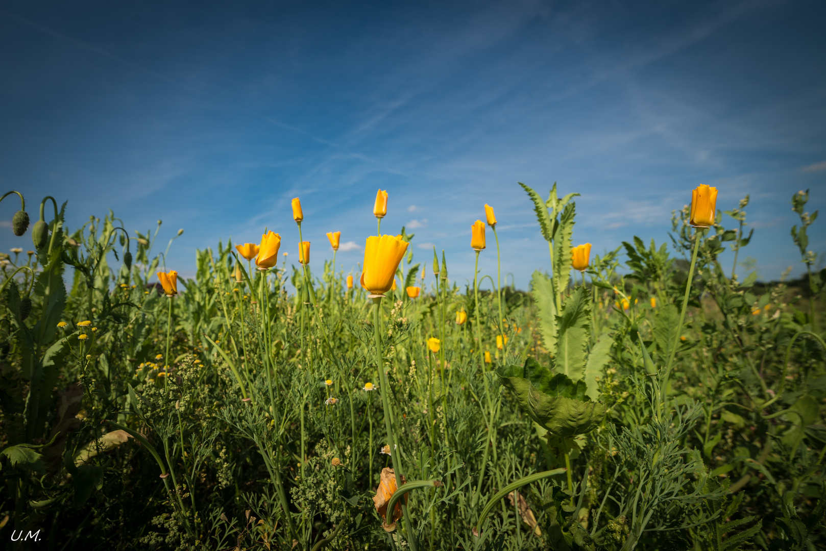 2018-06- Germeröder - (Mohn) Felder...