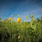 2018-06- Germeröder - (Mohn) Felder...