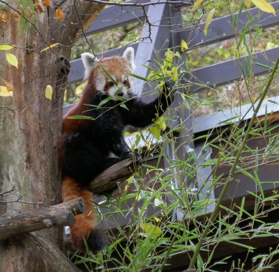 2018-11-01 Tiergarten Nürnberg, kleiner Panda, Ausschnitt, Foto Manfred Neupert