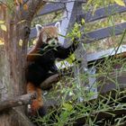 2018-11-01 Tiergarten Nürnberg, kleiner Panda, Ausschnitt, Foto Manfred Neupert