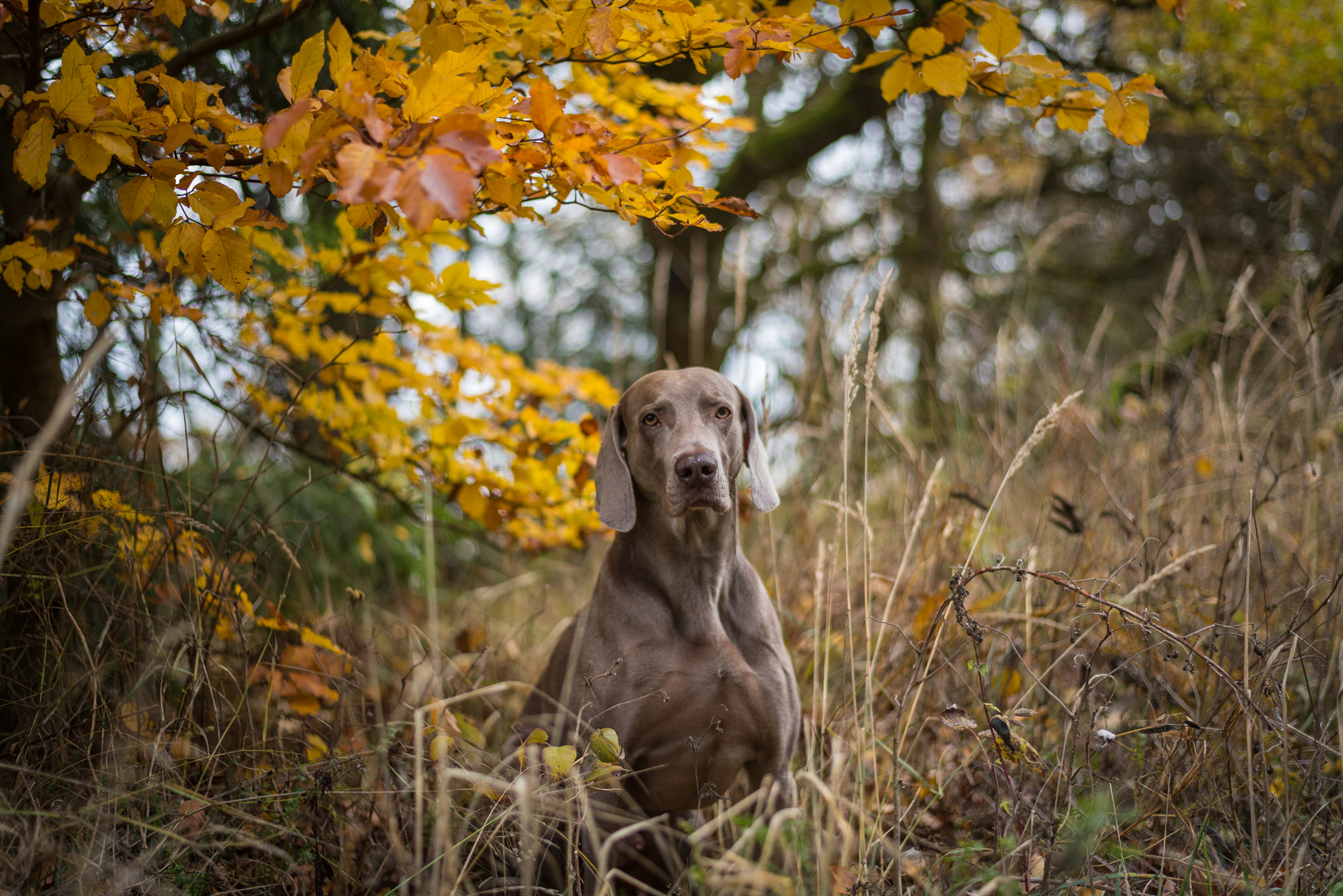 2018-11-Unser Robby...