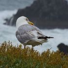 2018 belle île en mer 