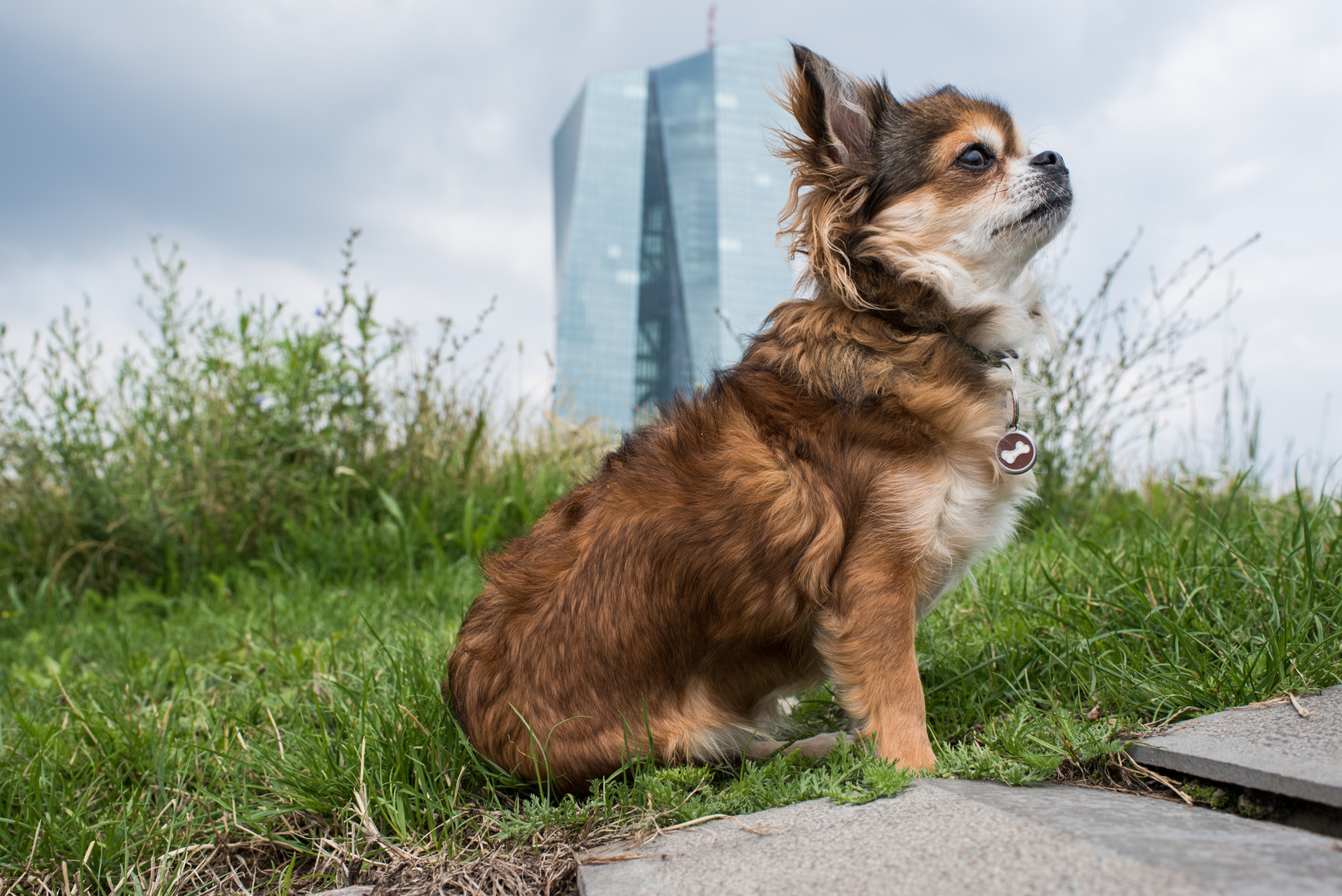 2018 Chihuahua im Hafenpark