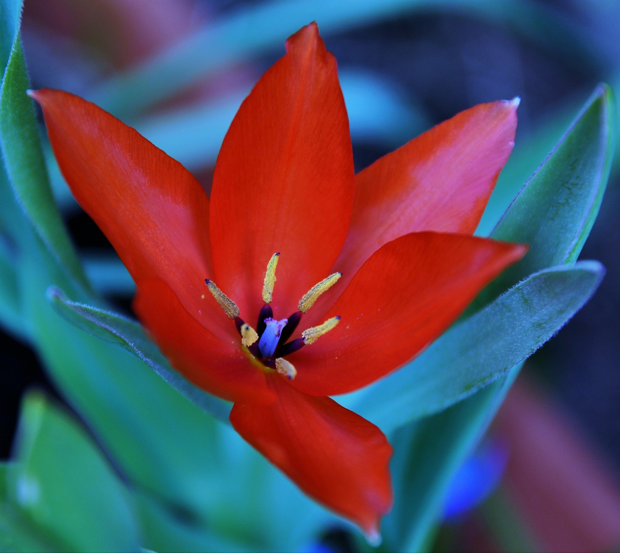 2018 ... colori in giardino, è primavera