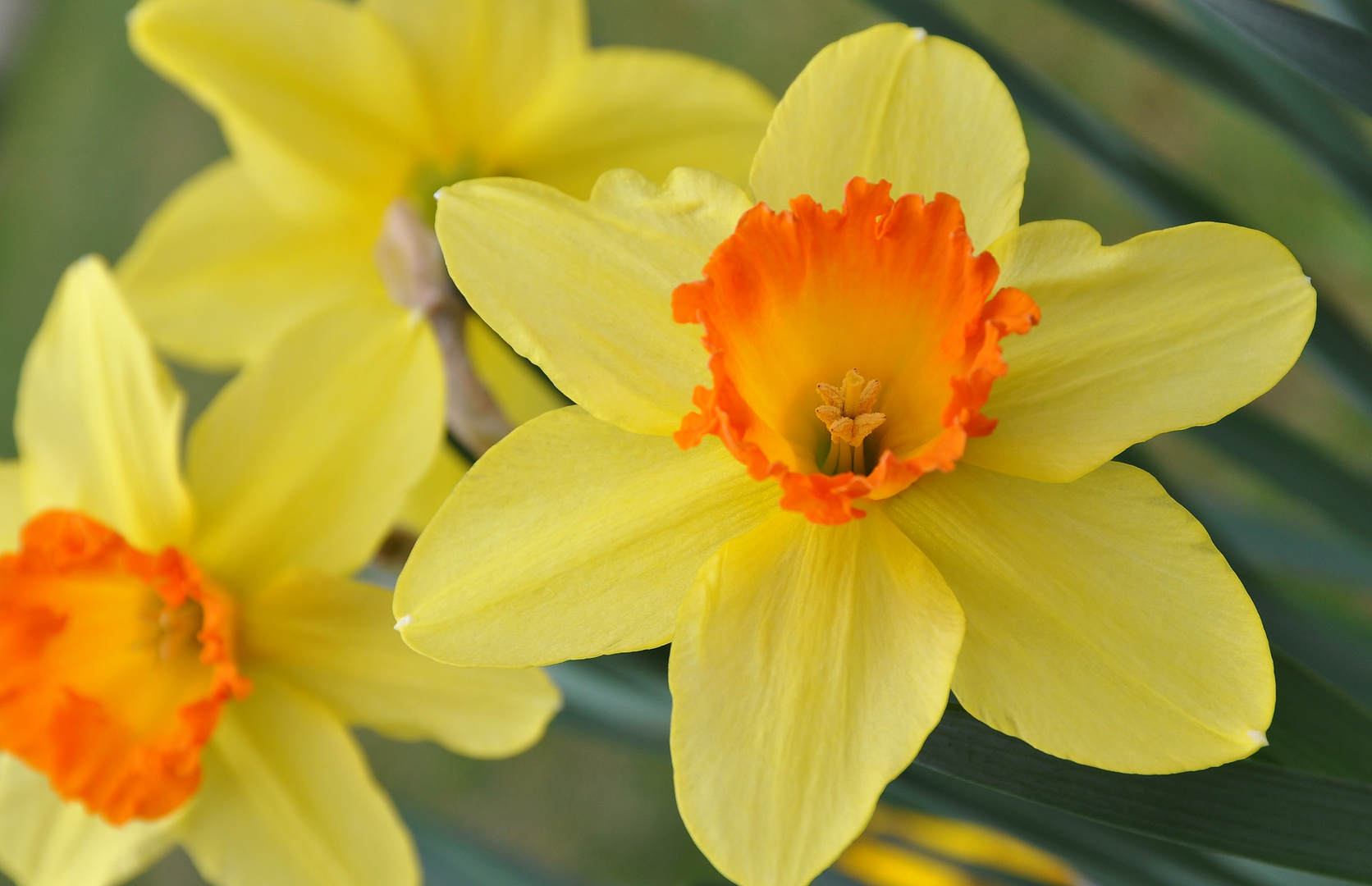 2018 ... colori in giardino, è primavera