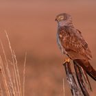 2018 - das beste Jahr für die Wiesenweihenfotografie