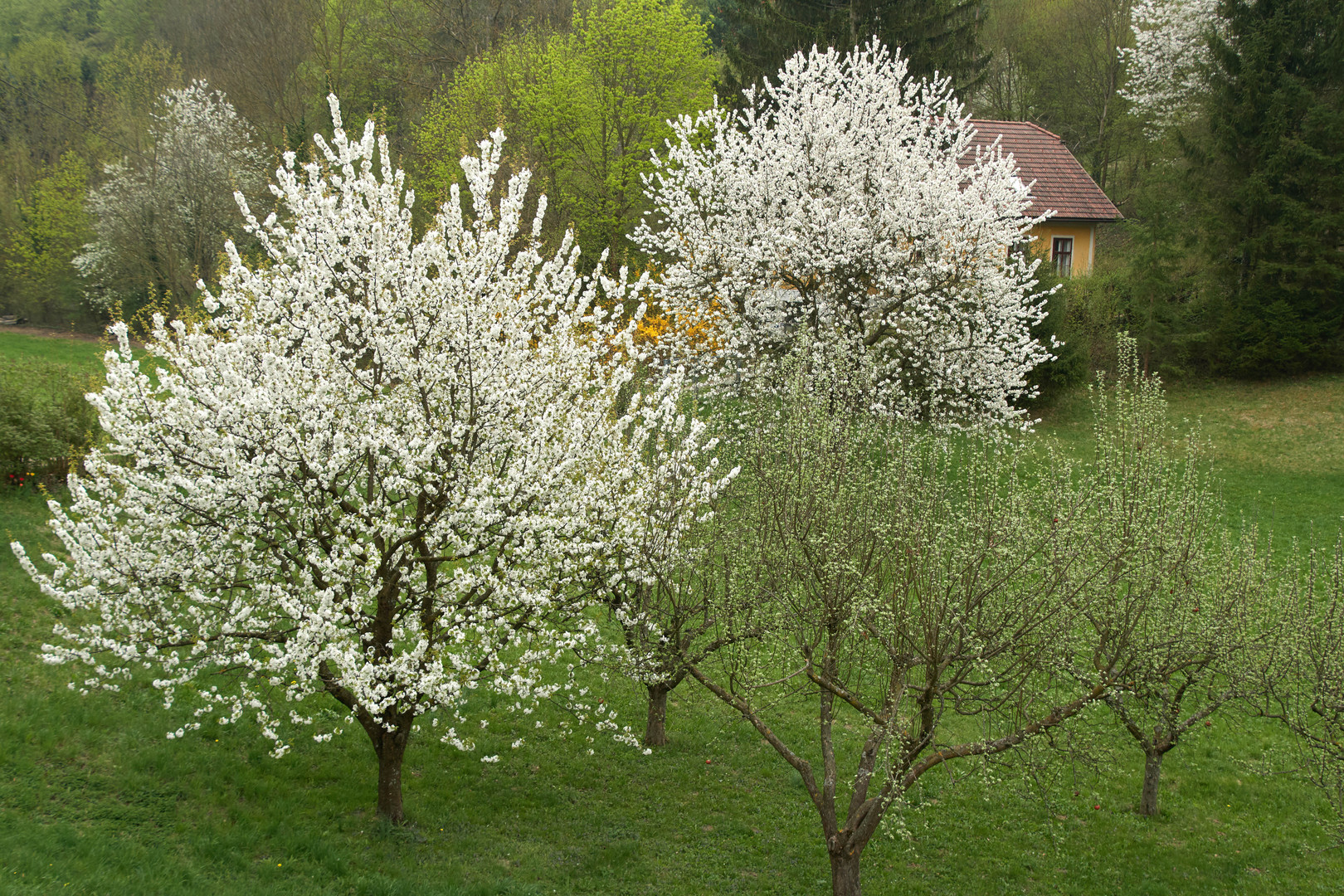 2018 Frühling ohne Corona