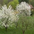 2018 Frühling ohne Corona