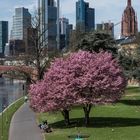 2018 Frühlingsspaziergänger am Mainufer in Frankfurt