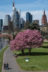 2018 Frühlingsspaziergänger am Mainufer in Frankfurt