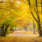 2018 "Indian summer" in Frankfurt