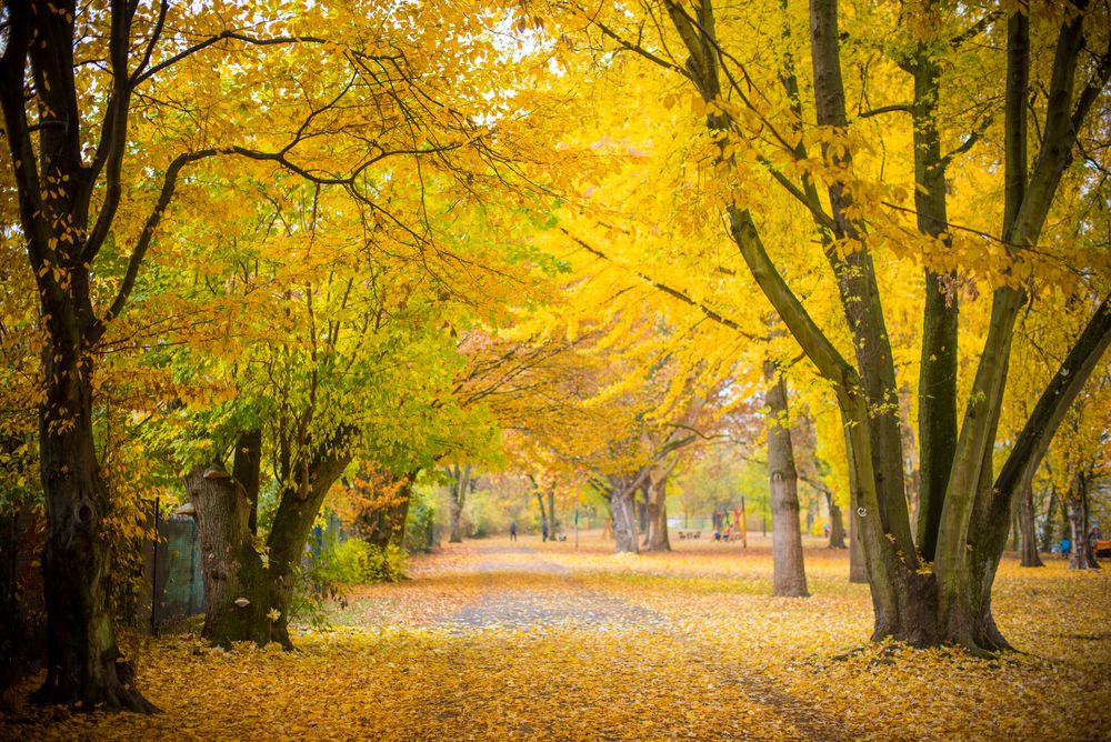 2018 "Indian summer" in Frankfurt