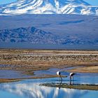 2018 Salar de Atacama Chile 2400 m