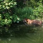 2018 Tiger im Freigehege des Frankfurter Zoos