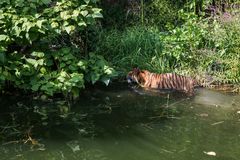 2018 Tiger im Freigehege des Frankfurter Zoos