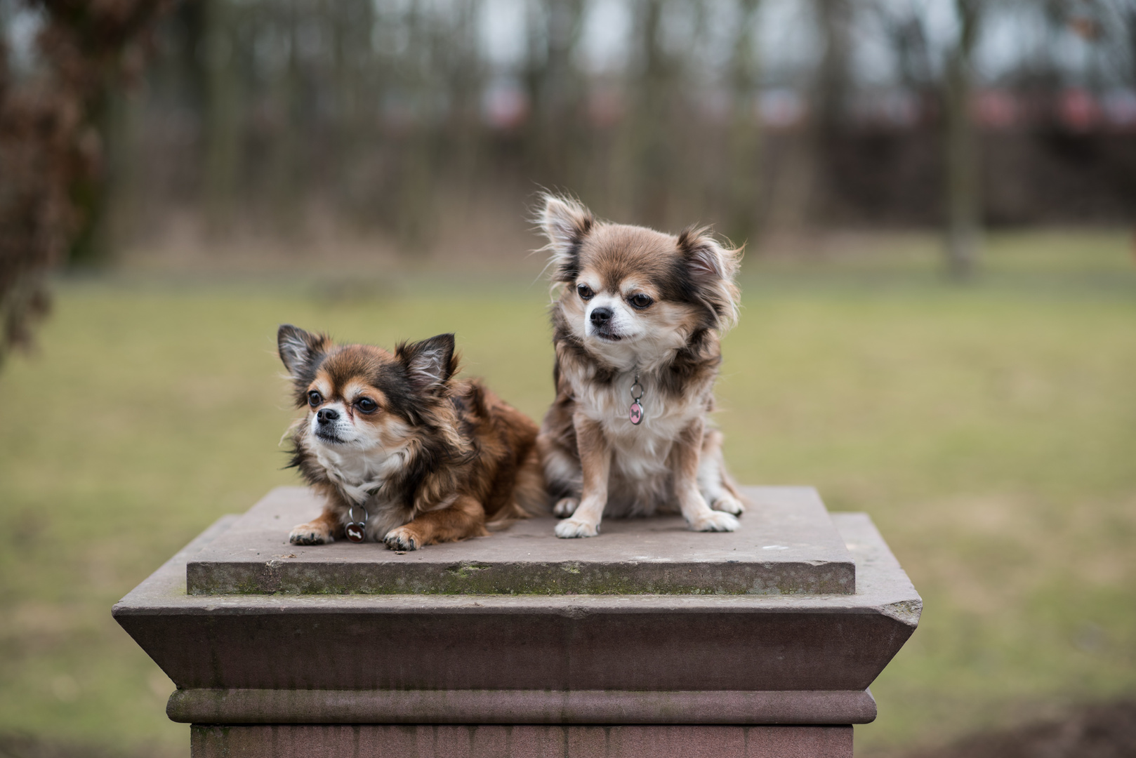 2018 - zwei Chihuahuas auf dem Denkmalsockel