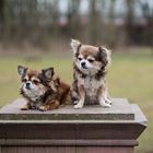 2018 - zwei Chihuahuas auf dem Denkmalsockel