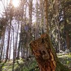 20180419_Huettenberg_Wald