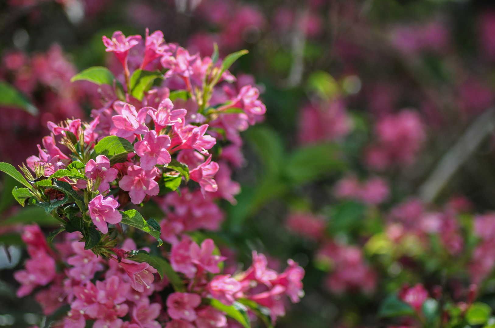 20180520_BotanischerGarten_DSC_1691